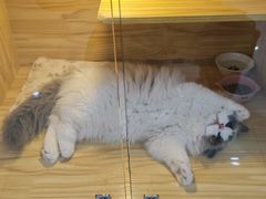 -小猫来了猫舍(福田店)