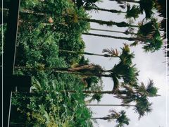 -海南槟榔谷黎苗文化旅游区