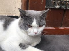 其他图片虚了…猫猫来镇楼…-老瓦房冷锅串串(文殊院店)