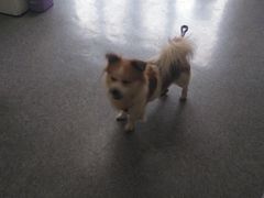 -安安宠医·安宠宠物医院