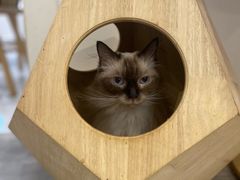 -楼上猫咖(罗湖店)