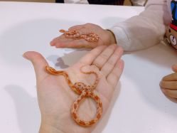 -Moni星球萌宠·小马宝莉·灵蛇·高端高阶全萌宠互动体验俱乐部(红豆国际广场店)