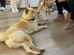 -柴迷FANS CLUB·柴犬狗咖·猫咖