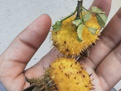 -但家香酥鸭(小十字店)