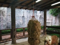 -清迈夜间动物园