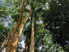 -中国科学院西双版纳热带植物园