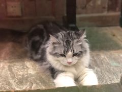 -猫咪博物馆(顶澳仔猫街店)