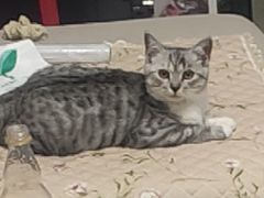 -pd派德宠物中心医院24H急重症·眼科中心·血液透析中心(嵩山北路店)