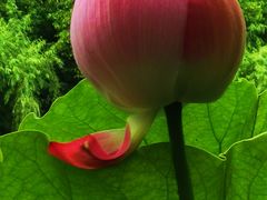 -陈家山荷花公园