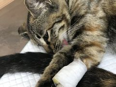 -爱侣宠医·鹦鹉专科·小型哺乳类·异宠专科(灵石路店)