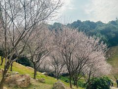 -广州市白云山风景名胜区