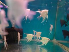 -双季花艺园艺市场(浦东店)