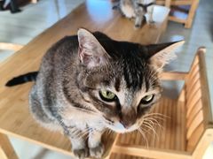 -豆逗聊愈猫阁Easy Life
