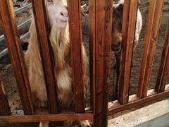 -北京鹿世界主题园