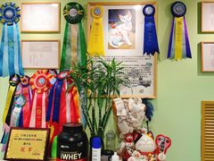 -猫十亿·布偶金渐层·曼基康矮脚猫舍(青年路店)