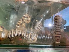 -蟹皇海鲜餐厅
