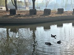-莲花池公园