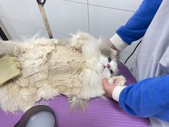 -贝康宠物医院·犬猫全科·小动物特色诊疗中心(东环路店)