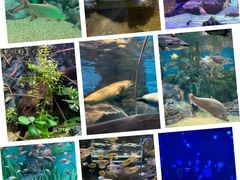 -上海海洋水族馆