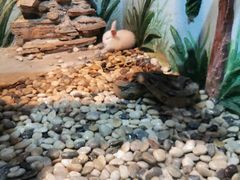 -石家庄市动物园