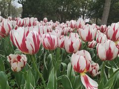 -上海鲜花港