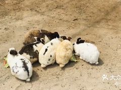 -前小桔亲子创意农场·草莓采摘·露营烧烤