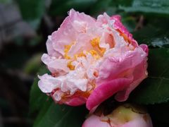 -行人小筑·茶馆(岑村火炉山分店)