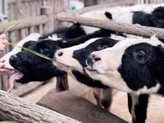 -昆明动物园