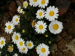 -绵阳盛世樱花悠乐谷