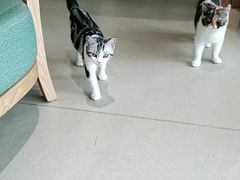 -藏猫猫咖啡主题馆(中央大道店)