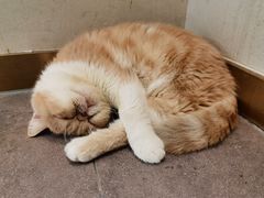 -飞行喵MR PILOT|猫舍·猫咖(静安大融城店)