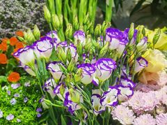 -爱尚幸福鲜花(上地实体店)