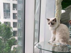 -喵百万·布偶·蓝金金渐层英短·猫舍(百子湾店)