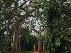 -瑞丽独树成林风景区