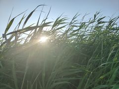 -绿堤公园