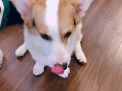 -柯斗斗主题餐厅·狗咖·围炉煮茶·茶饮(国瑞升平里店)