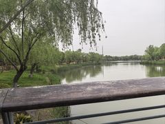 -九科绿洲