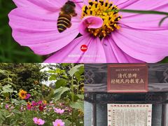 -扬美古镇景区