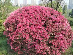 -龙头寺公园