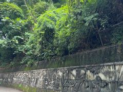 -西双版纳原始森林公园