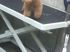 -PETKIT 小佩宠物·低压洗护·美容·寄养(安远店)