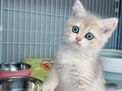 -翊宠yipet猫狗购宠庄园犬舍•猫舍