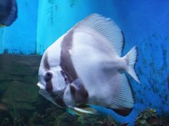 -顺德南宏海立方海洋公园