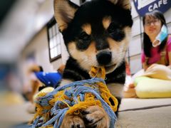 -逗柴咖啡屋·狗咖猫咖宠物桌游