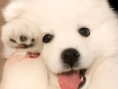 -翊宠yipet猫狗购宠庄园犬舍•猫舍