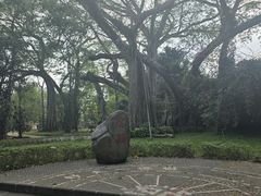 -独树成林