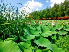 -北纬44度·金珠花海休闲农业旅游景区