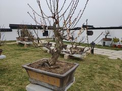 -灌云梅园景区
