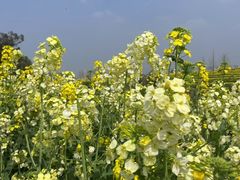 -三圣花乡旅游区