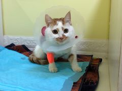 -瑞鹏宠物医院·爱宠堂(环西分院)